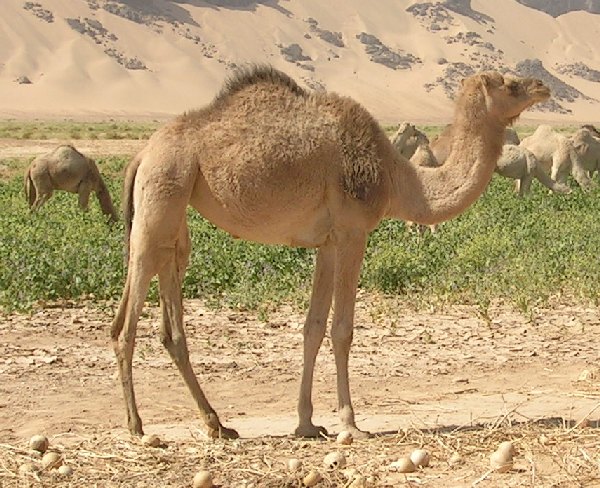 src="Dromadaire4478.jpg" alt="Journal of Unsolved Questions (JUnQ): A Moroccan dromedary camel ‒ a favored livestock of Bedouin people. It's urine is said to be medicative."